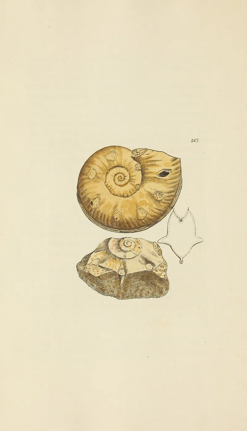 The Mineral Conchology Of Great Britain Pl 405