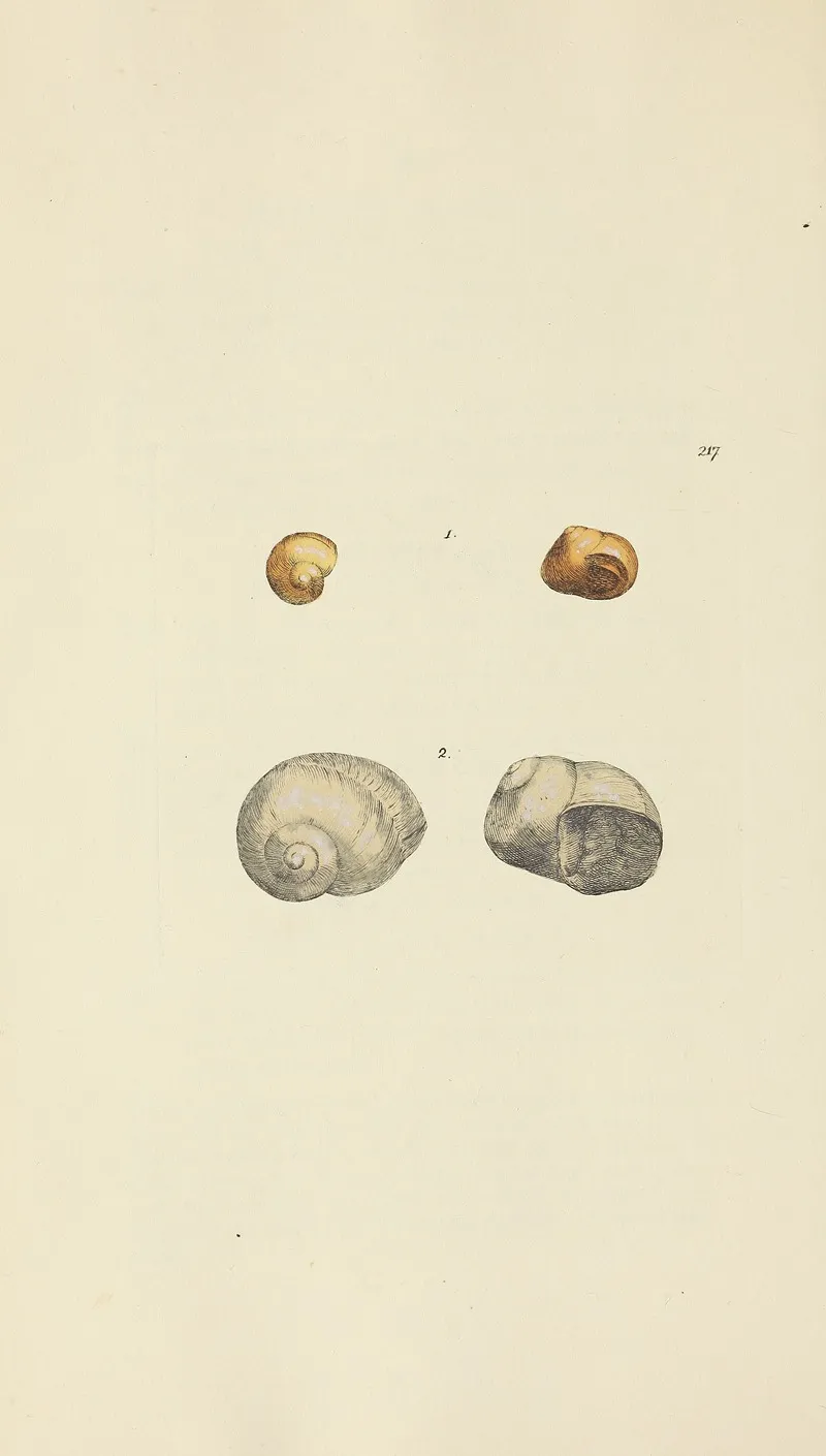The Mineral Conchology Of Great Britain Pl 409