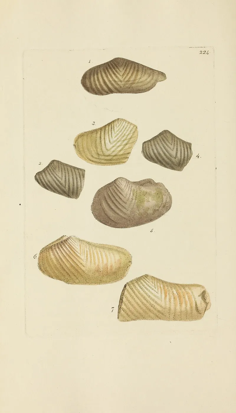The Mineral Conchology Of Great Britain Pl 415