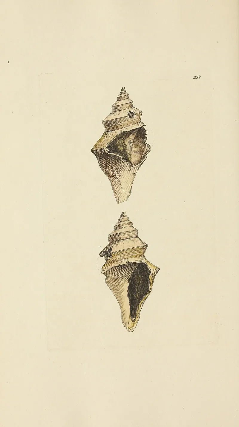 The Mineral Conchology Of Great Britain Pl 419
