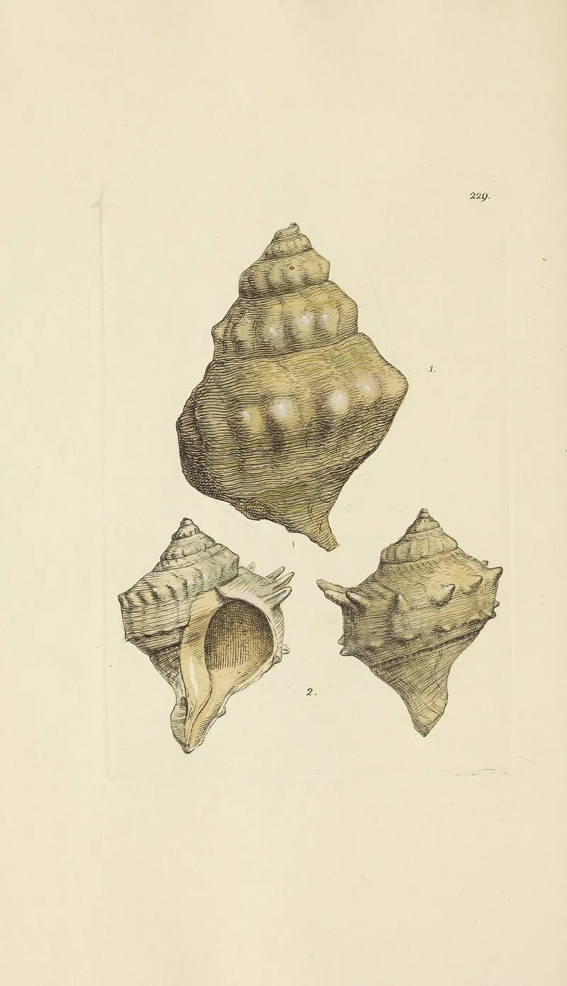 The Mineral Conchology Of Great Britain Pl 420