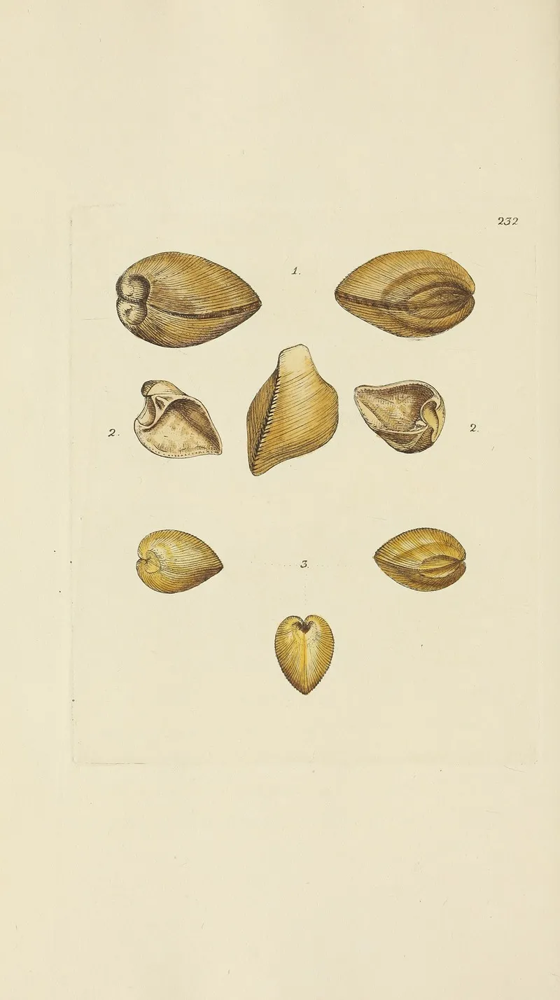 The Mineral Conchology Of Great Britain Pl 423