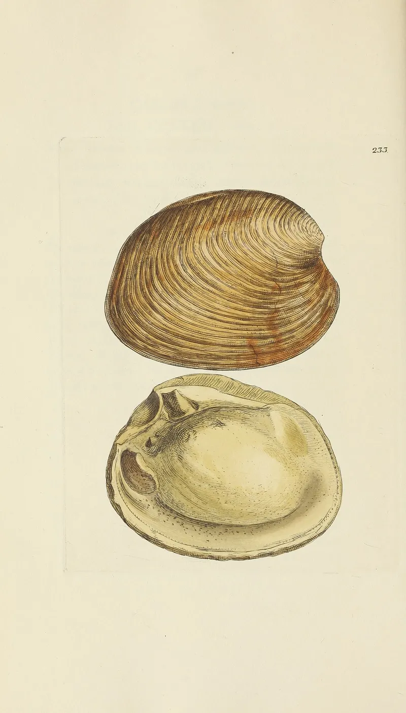 The Mineral Conchology Of Great Britain Pl 424
