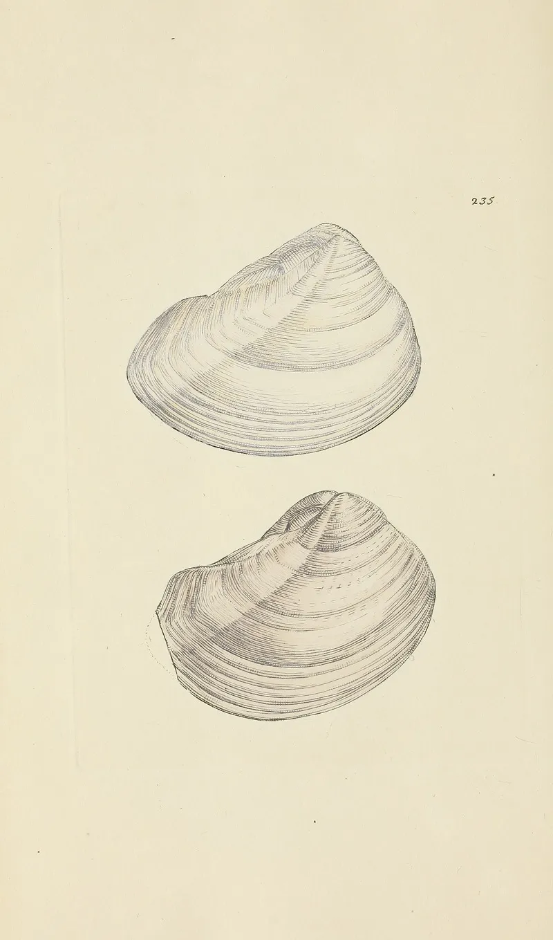 The Mineral Conchology Of Great Britain Pl 426