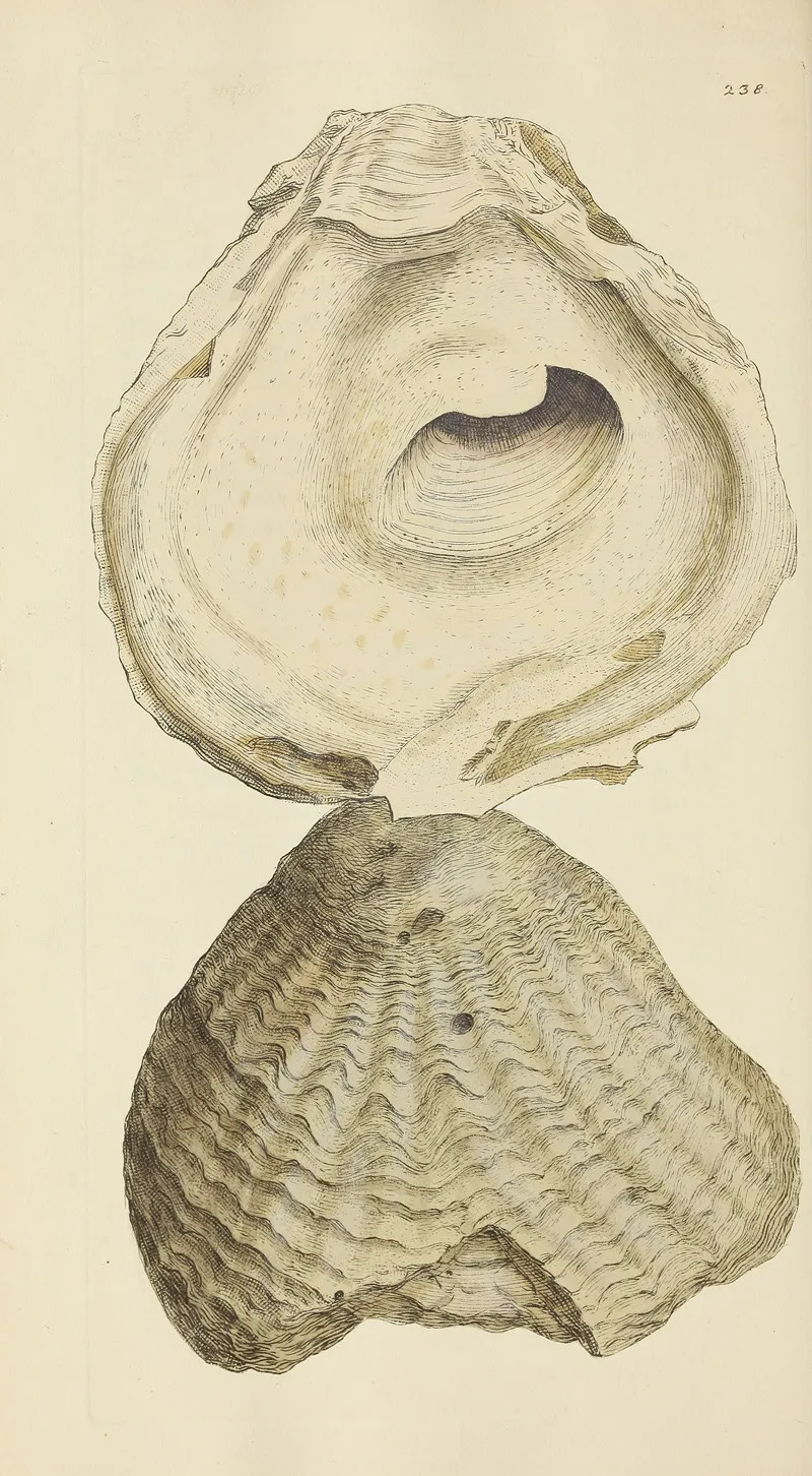 The Mineral Conchology Of Great Britain Pl 429