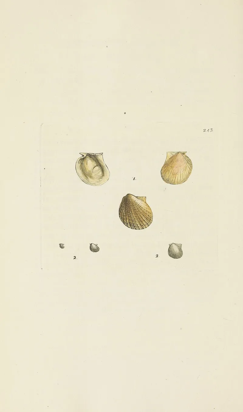 The Mineral Conchology Of Great Britain Pl 433