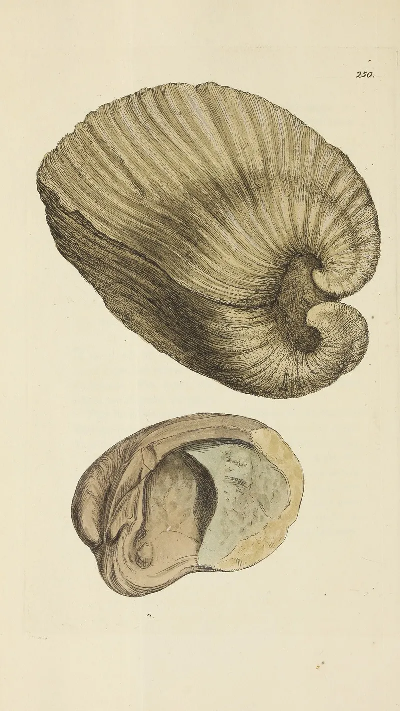The Mineral Conchology Of Great Britain Pl 438