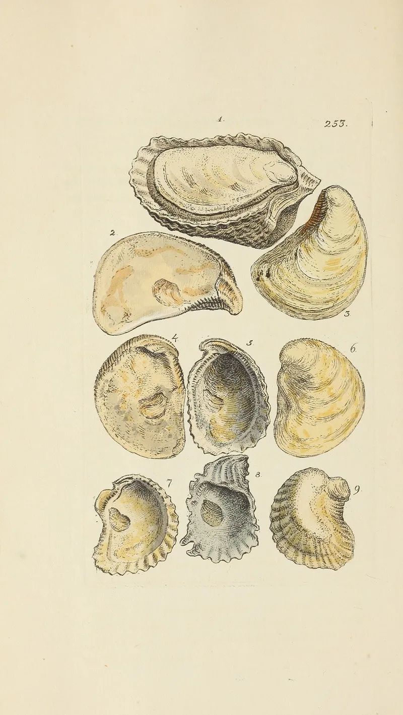 The Mineral Conchology Of Great Britain Pl 441