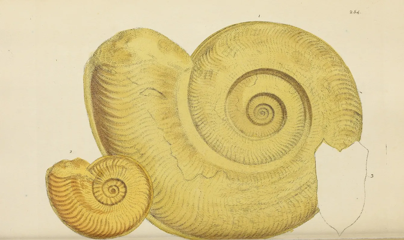 The Mineral Conchology Of Great Britain Pl 442