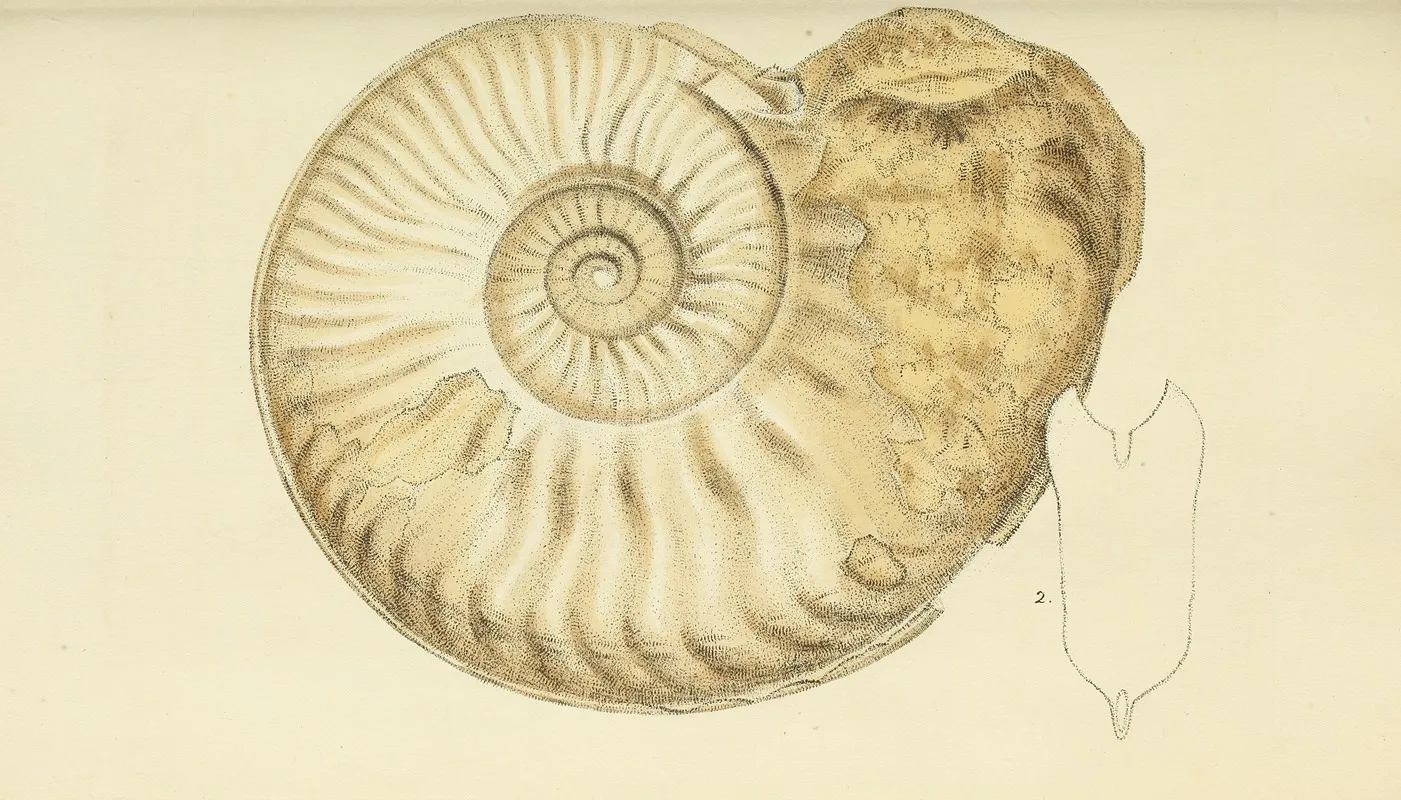 The Mineral Conchology Of Great Britain Pl 443