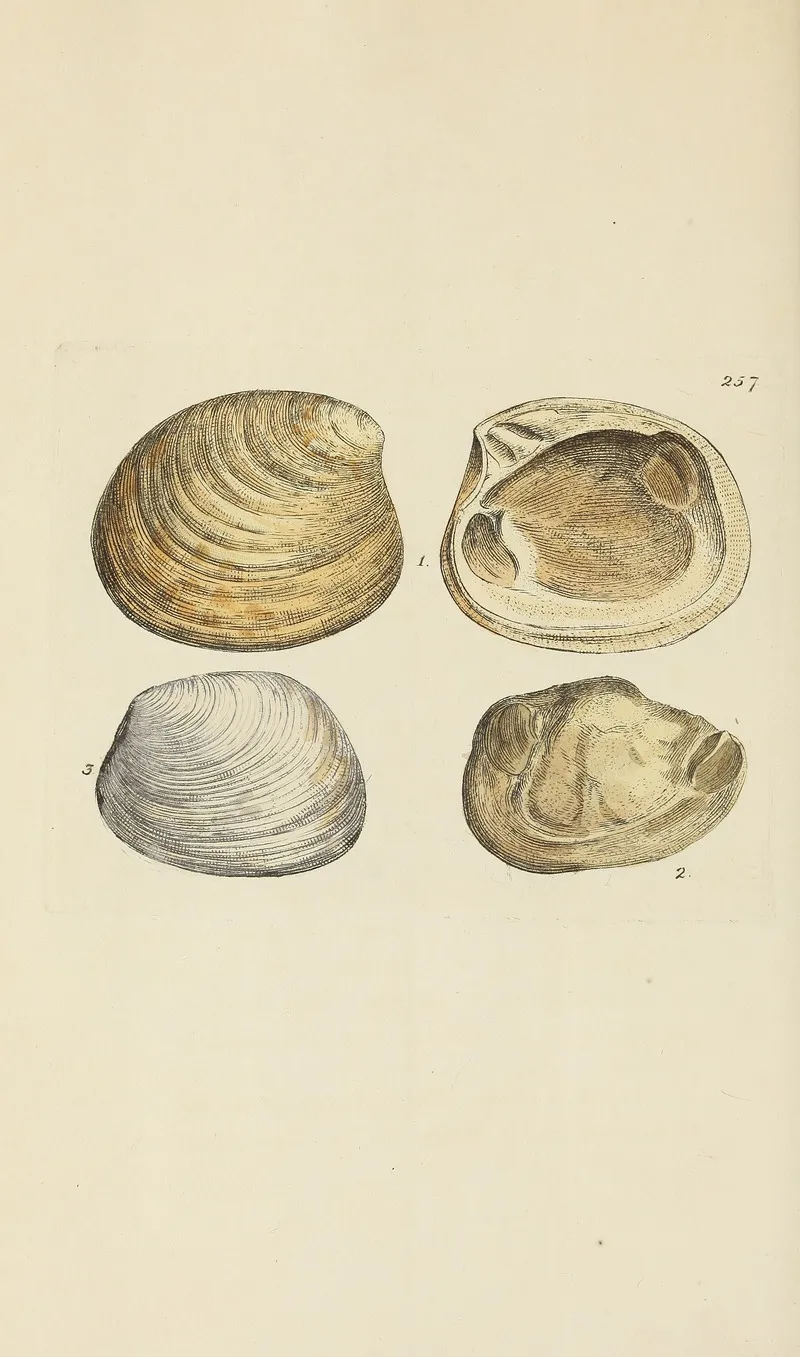 The Mineral Conchology Of Great Britain Pl 445