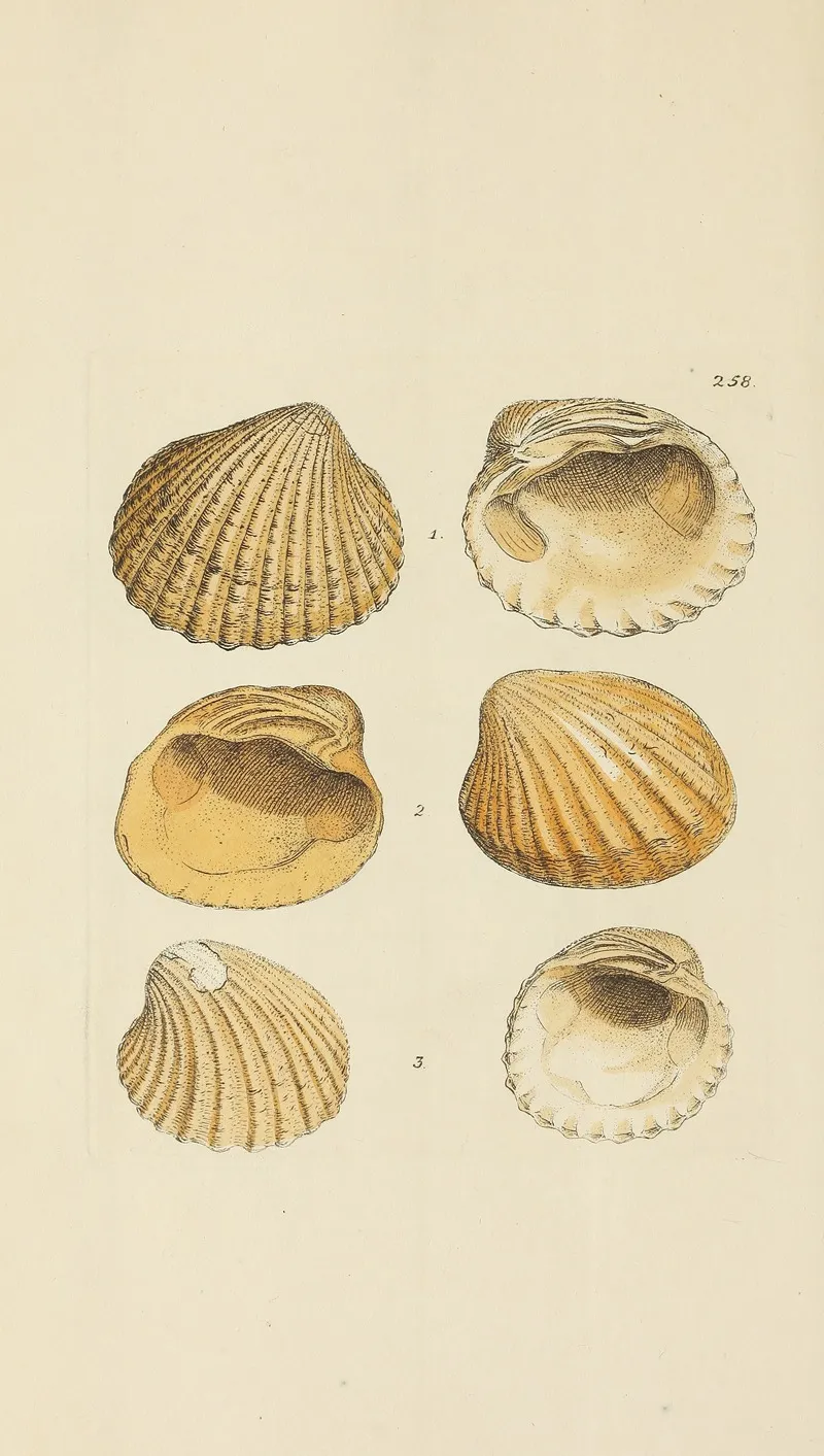 The Mineral Conchology Of Great Britain Pl 446