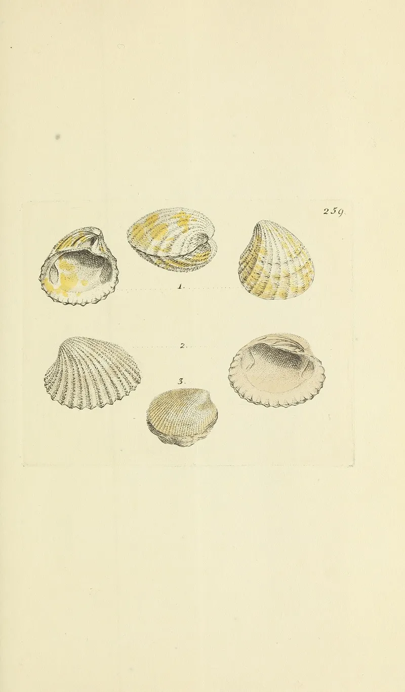 The Mineral Conchology Of Great Britain Pl 447