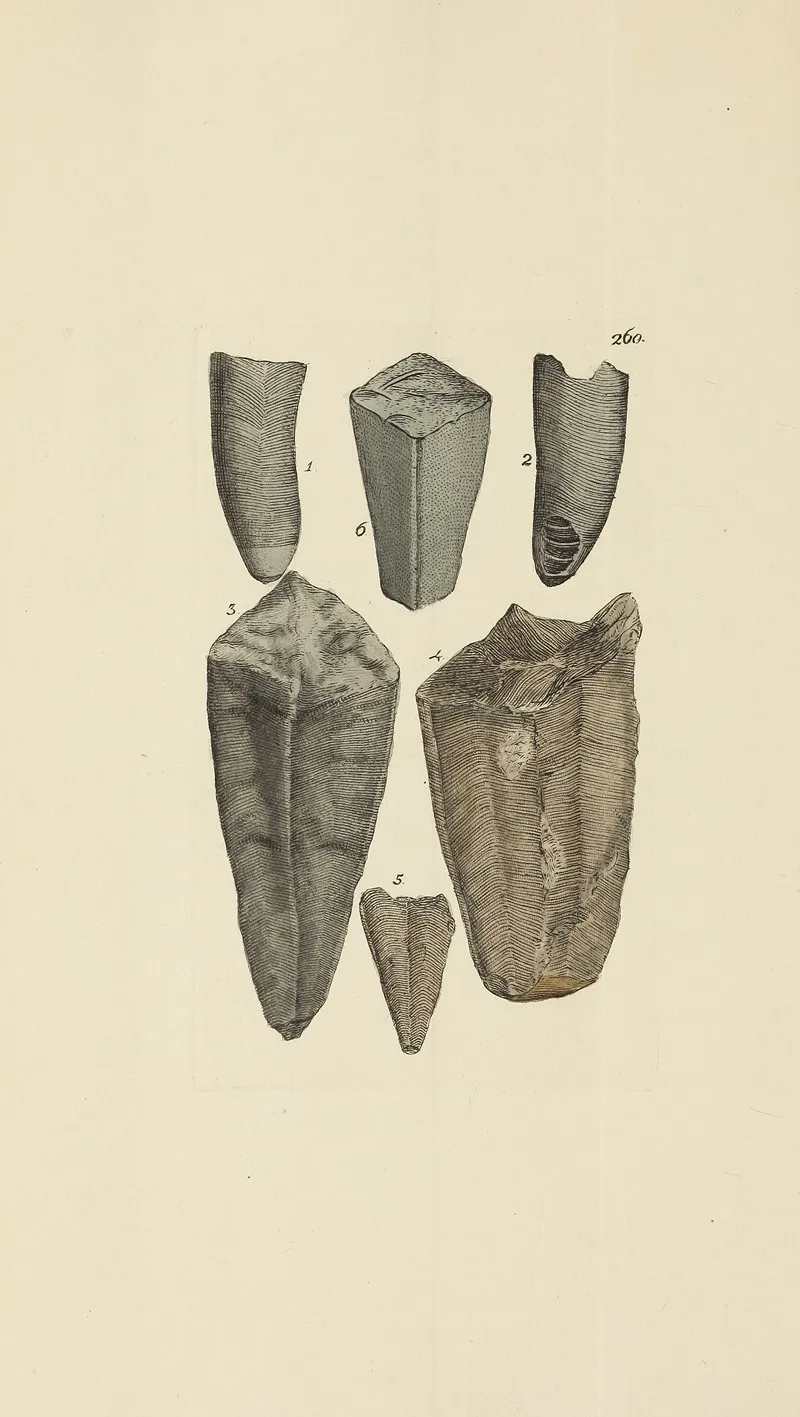 The Mineral Conchology Of Great Britain Pl 448