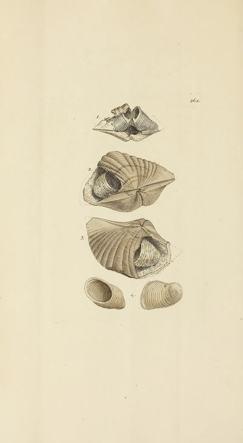The Mineral Conchology Of Great Britain Pl 452