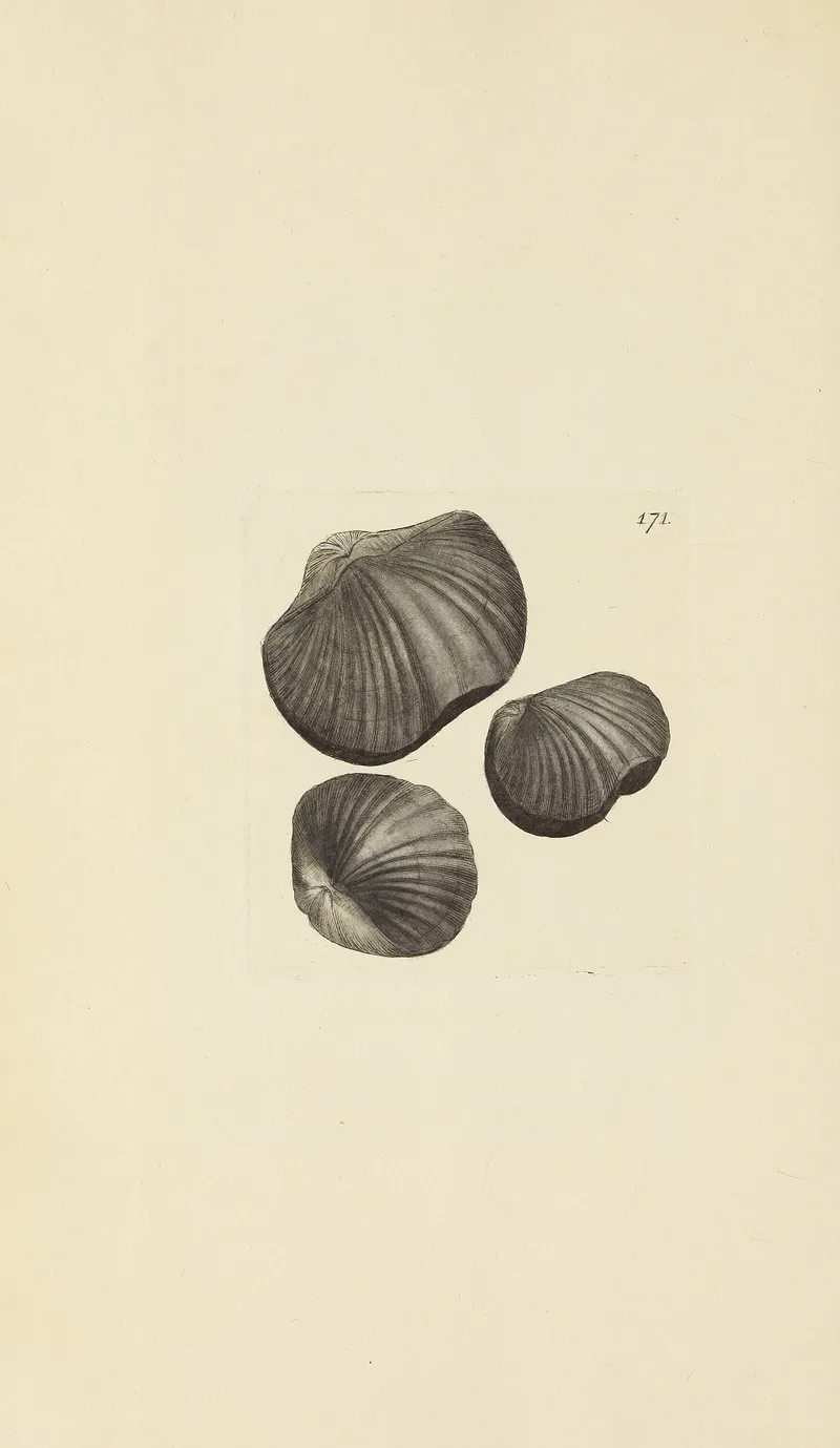 The Mineral Conchology Of Great Britain Pl 457