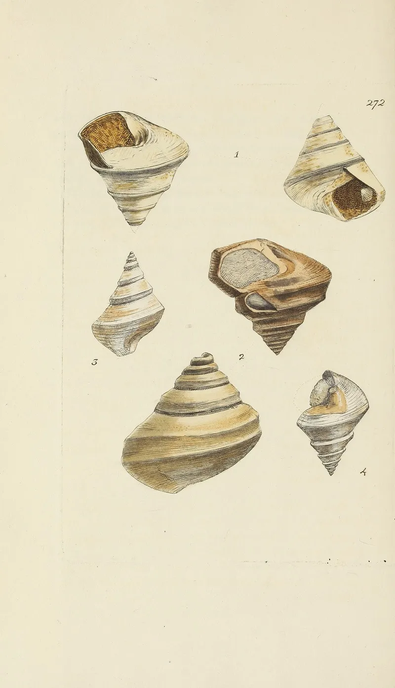 The Mineral Conchology Of Great Britain Pl 458