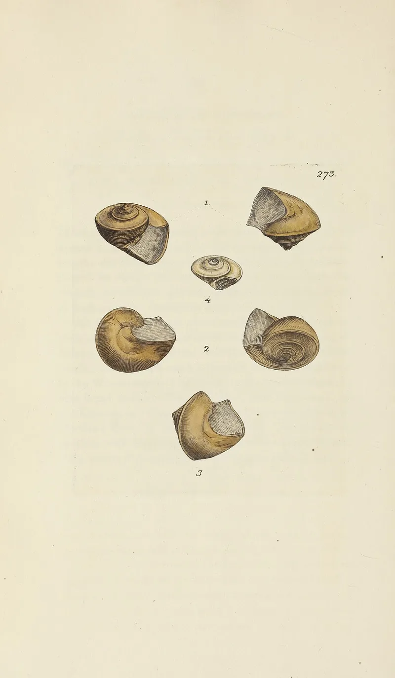 The Mineral Conchology Of Great Britain Pl 459