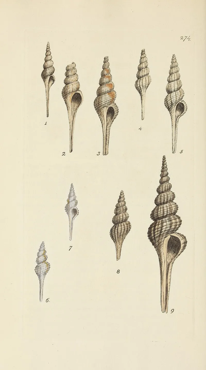 The Mineral Conchology Of Great Britain Pl 460