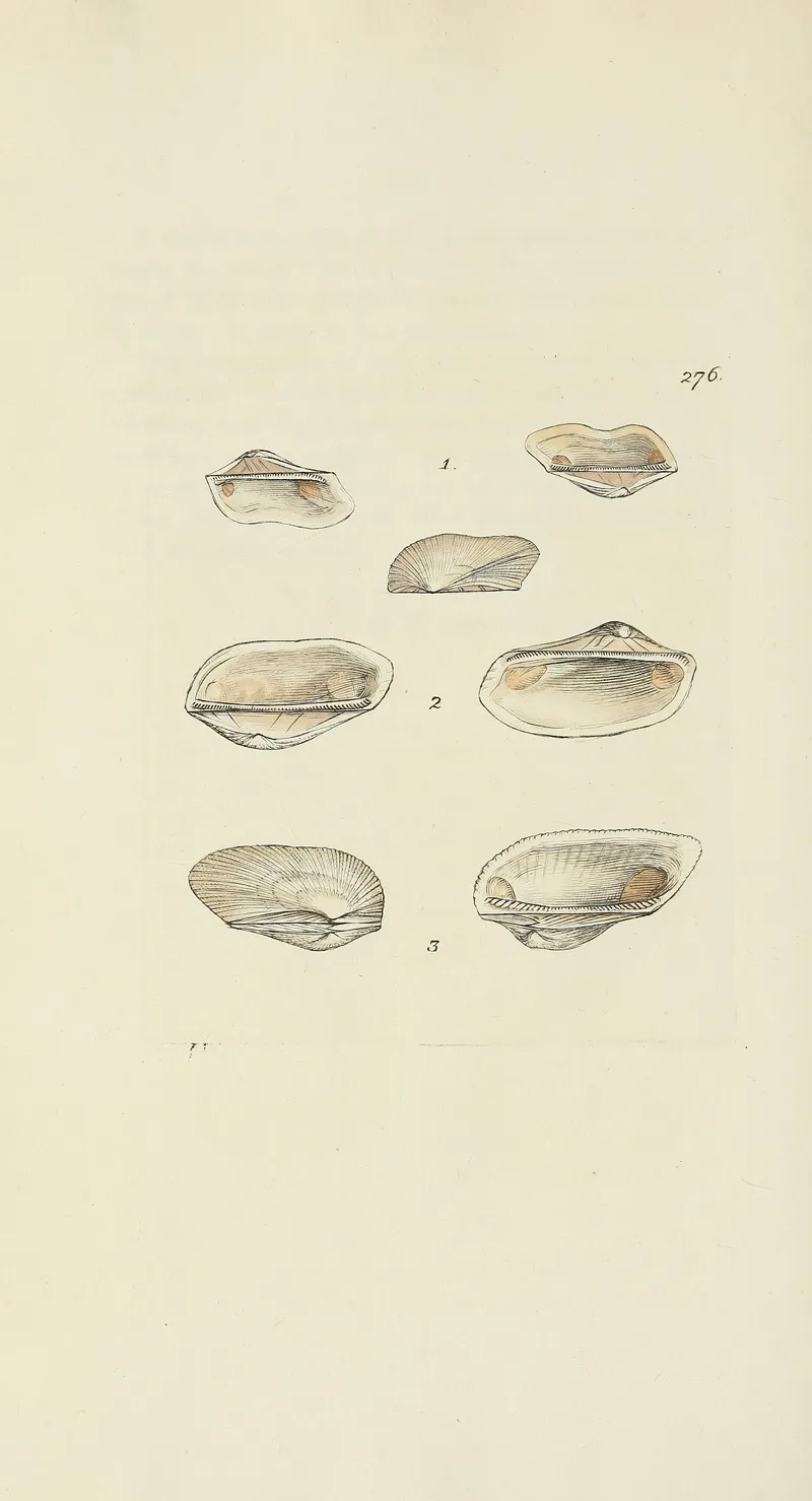 The Mineral Conchology Of Great Britain Pl 462