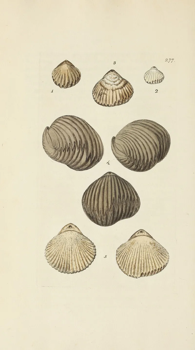 The Mineral Conchology Of Great Britain Pl 463