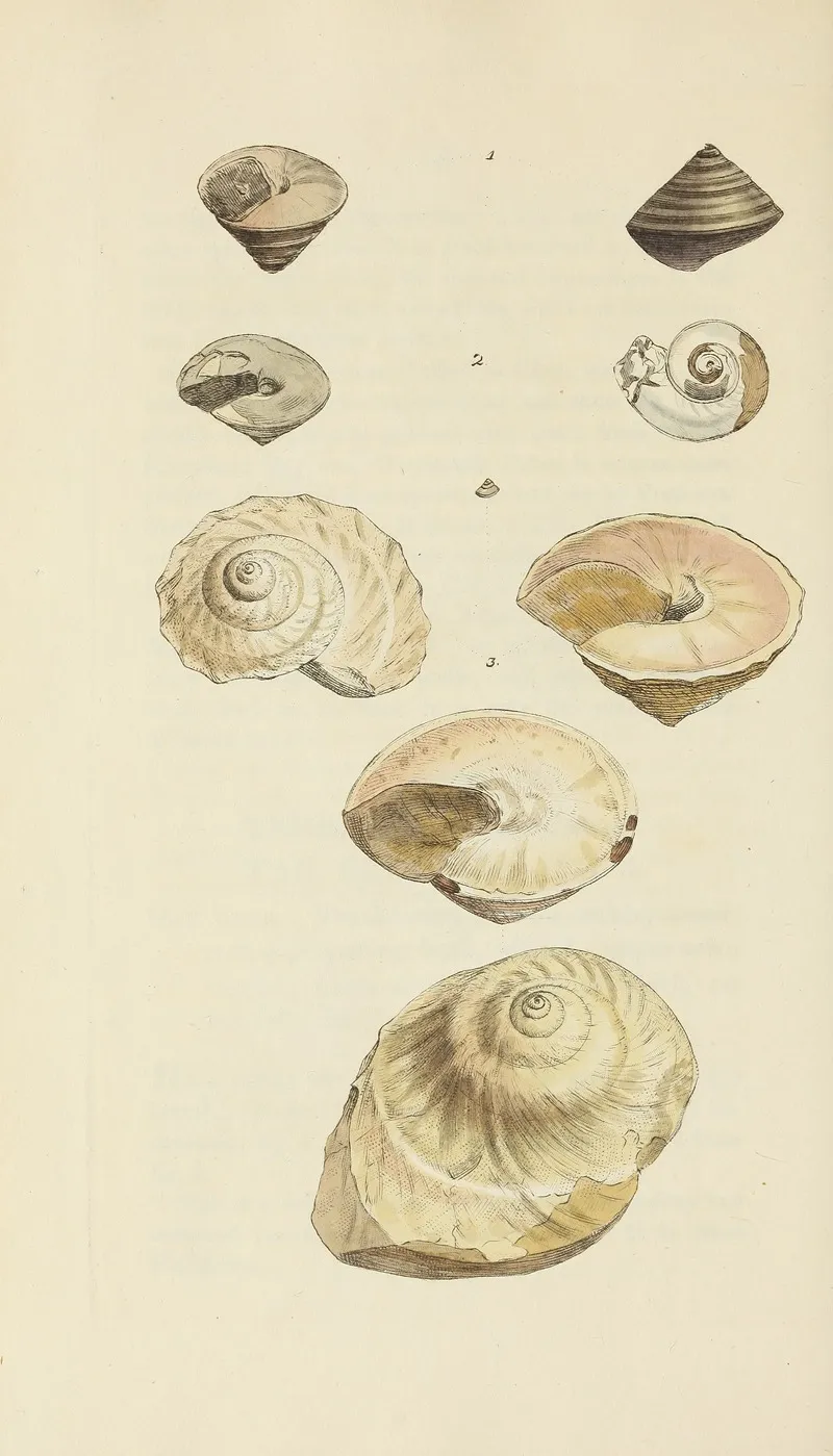 The Mineral Conchology Of Great Britain Pl 464