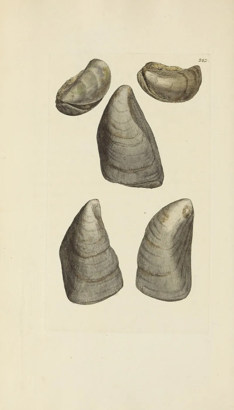 The Mineral Conchology Of Great Britain Pl 468