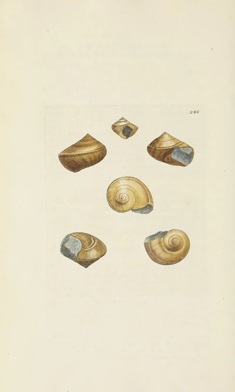 The Mineral Conchology Of Great Britain Pl 471