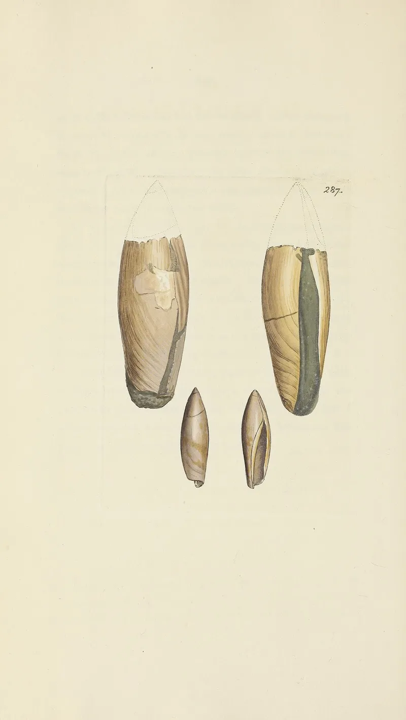 The Mineral Conchology Of Great Britain Pl 473