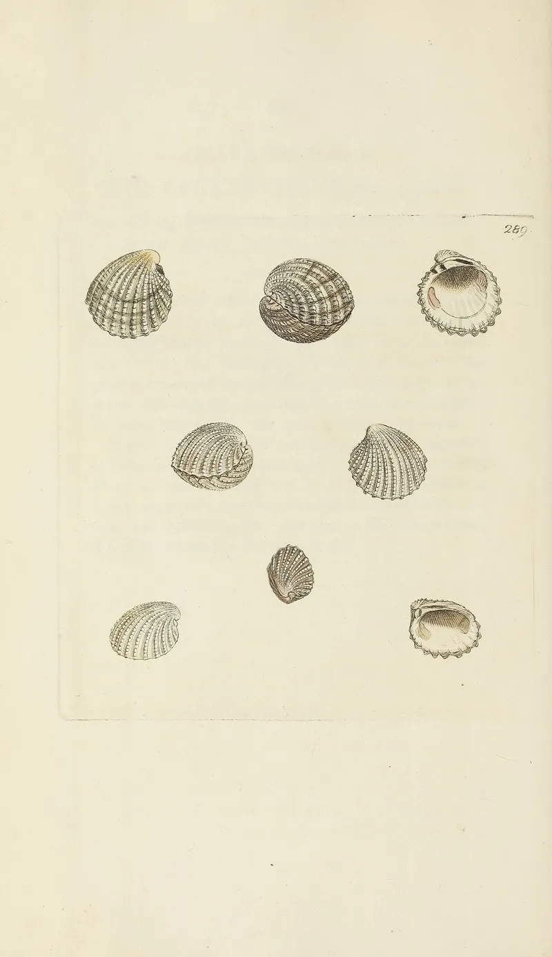 The Mineral Conchology Of Great Britain Pl 475
