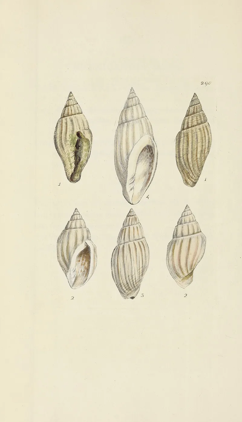 The Mineral Conchology Of Great Britain Pl 476