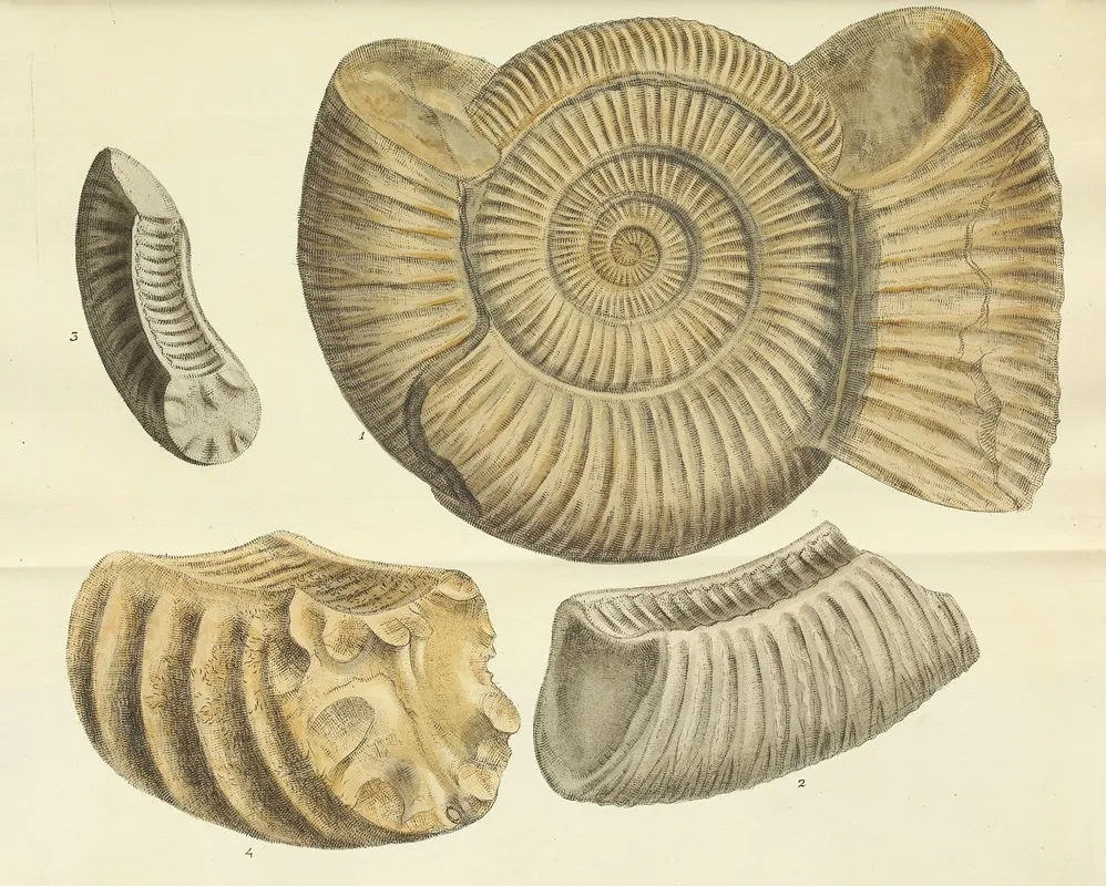 The Mineral Conchology Of Great Britain Pl 478
