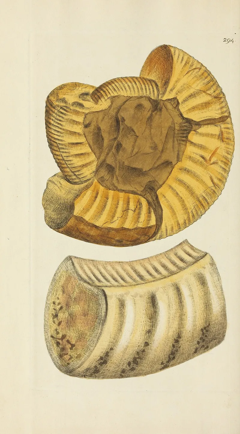 The Mineral Conchology Of Great Britain Pl 479