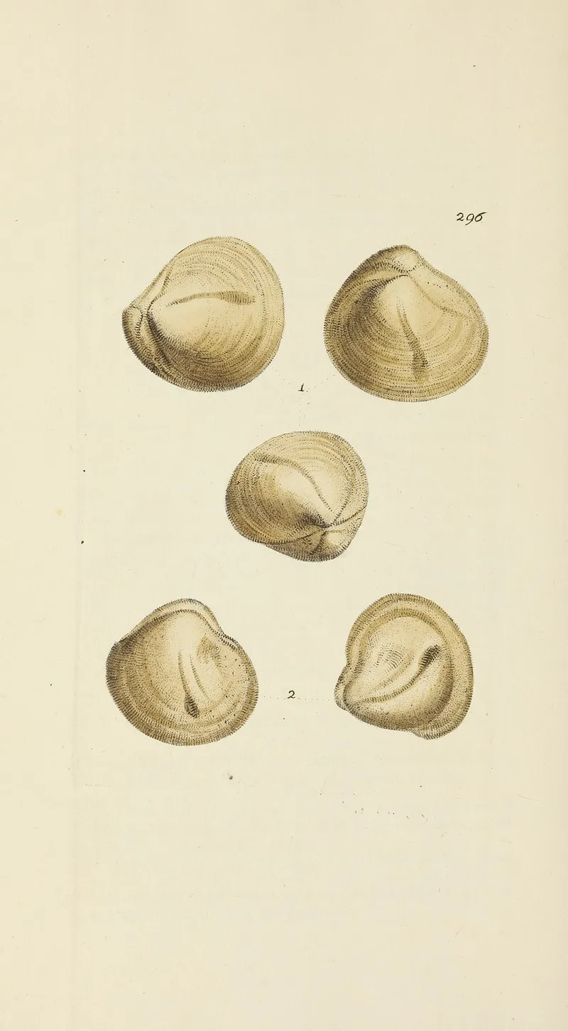 The Mineral Conchology Of Great Britain Pl 481