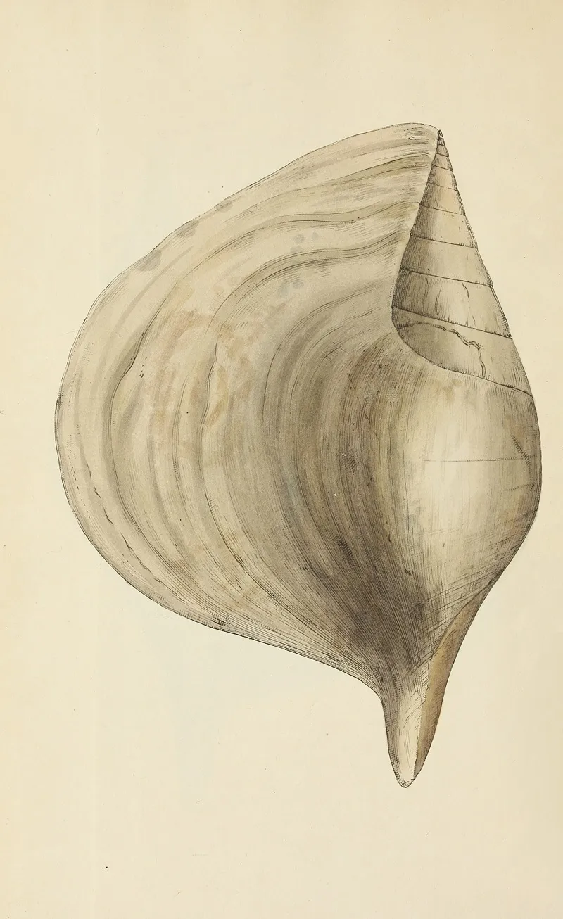 The Mineral Conchology Of Great Britain Pl 485