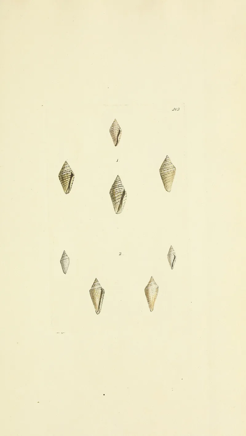 The Mineral Conchology Of Great Britain Pl 487