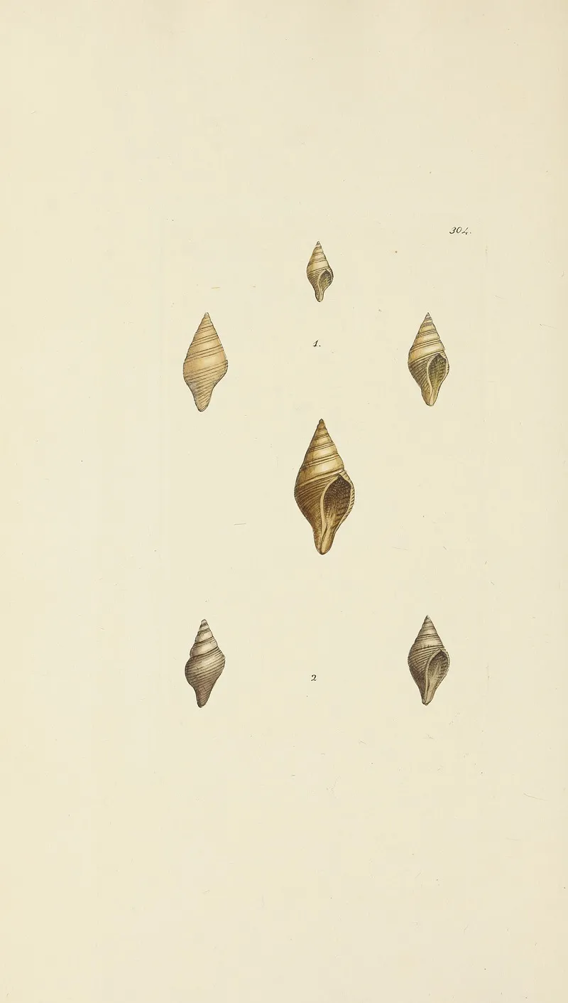 The Mineral Conchology Of Great Britain Pl 488