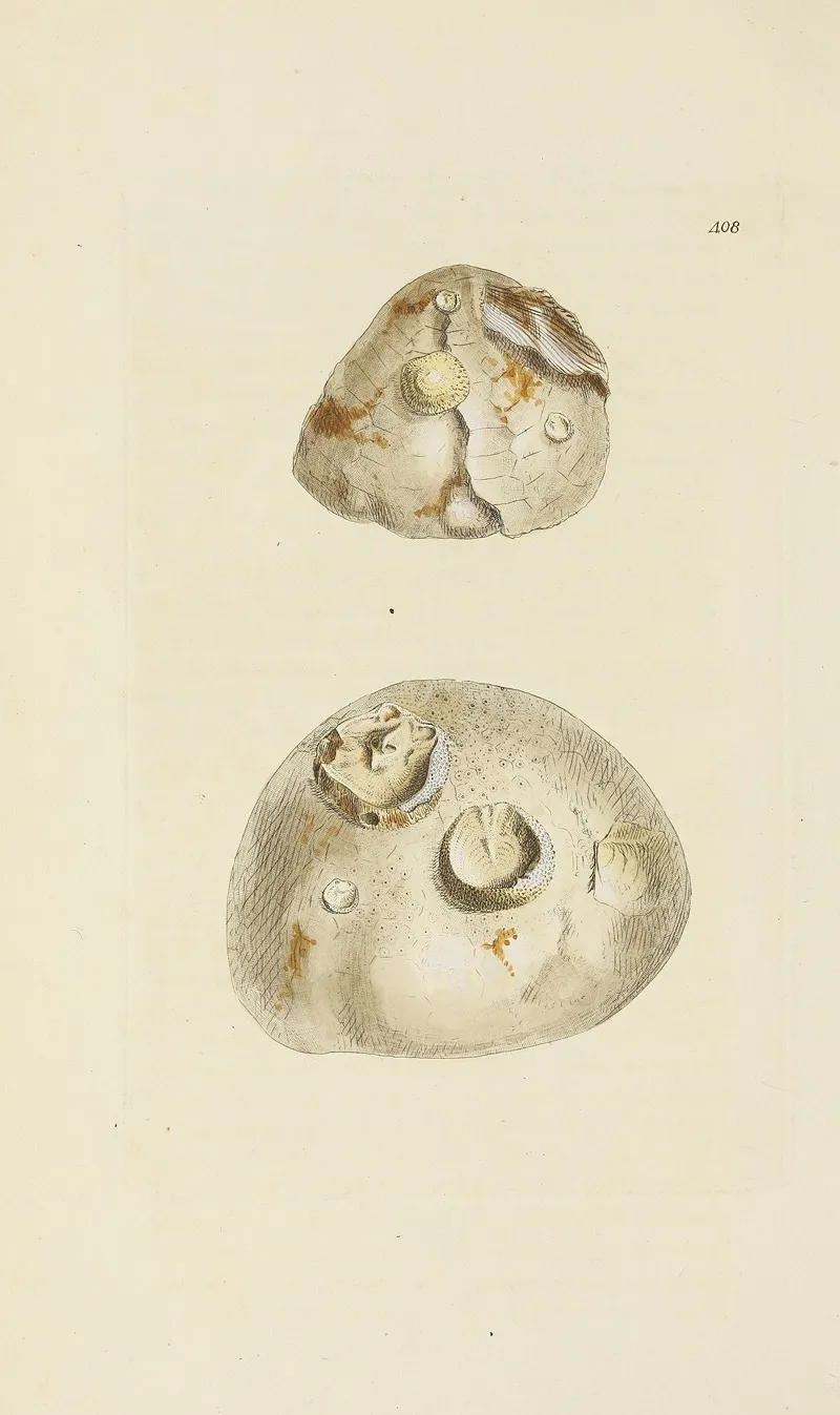 The Mineral Conchology Of Great Britain Pl 491