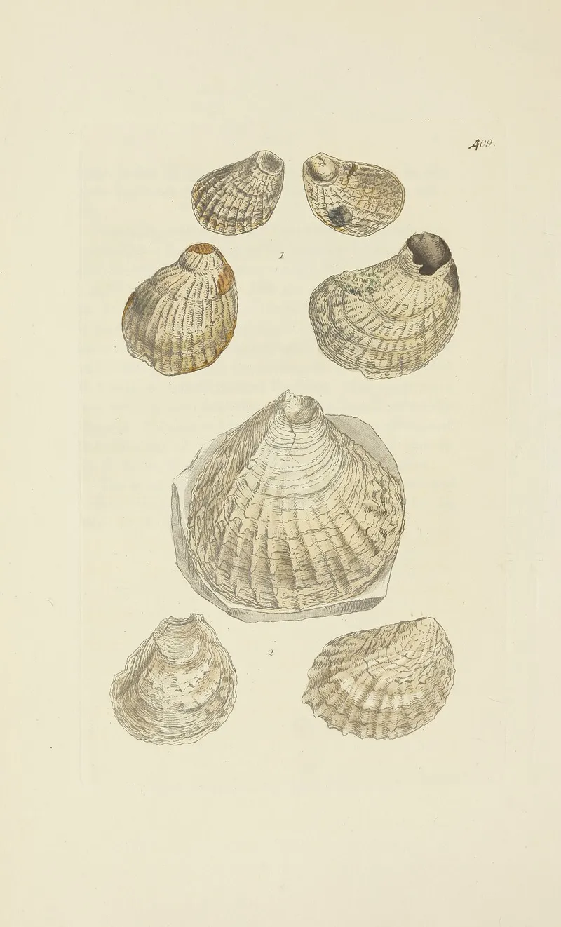 The Mineral Conchology Of Great Britain Pl 492
