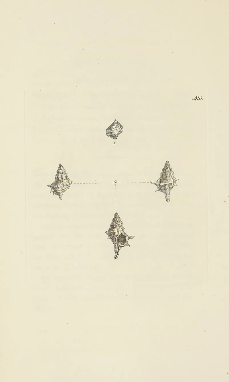 The Mineral Conchology Of Great Britain Pl 493