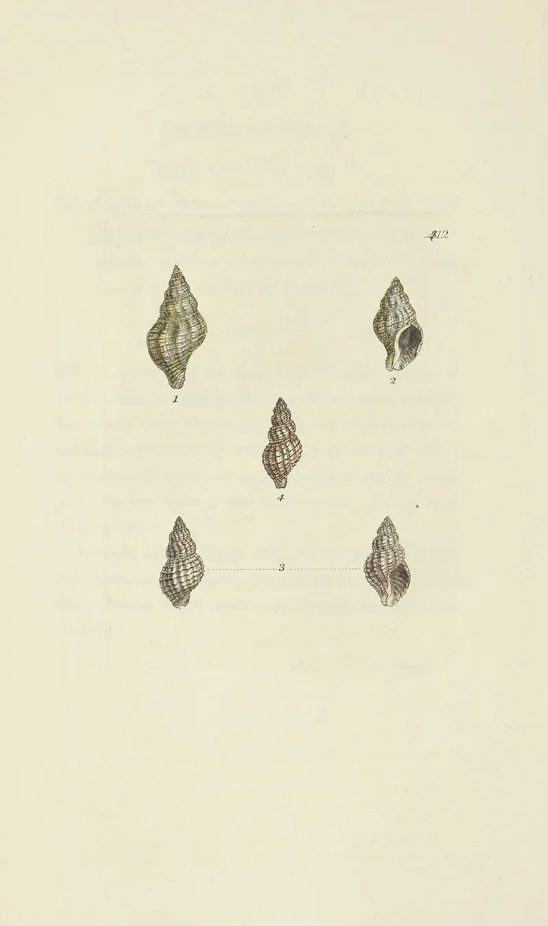 The Mineral Conchology Of Great Britain Pl 495