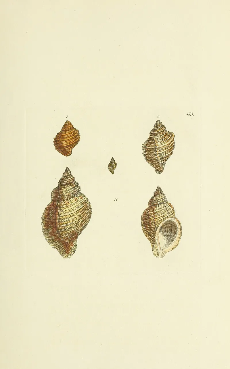 The Mineral Conchology Of Great Britain Pl 496