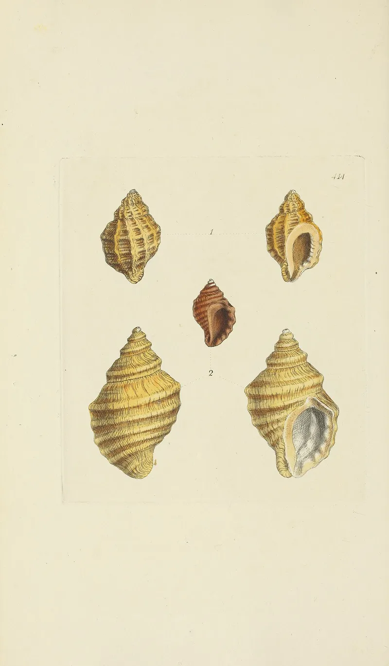 The Mineral Conchology Of Great Britain Pl 497