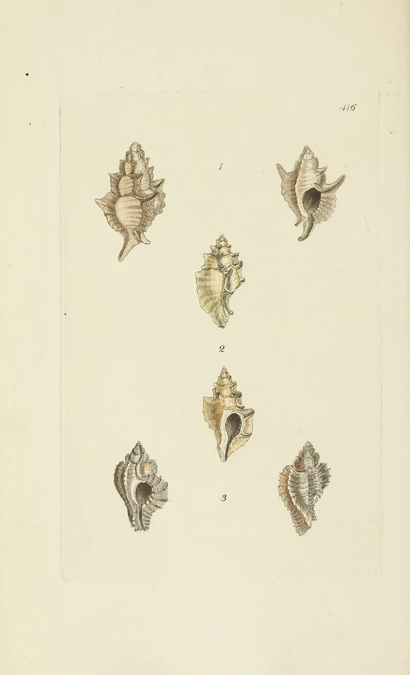 The Mineral Conchology Of Great Britain Pl 499