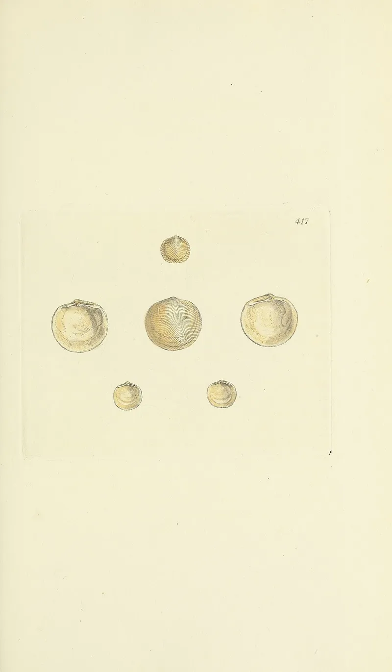 The Mineral Conchology Of Great Britain Pl 500