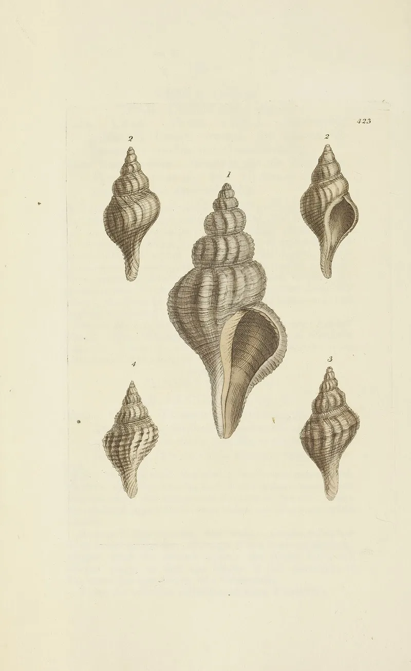 The Mineral Conchology Of Great Britain Pl 505