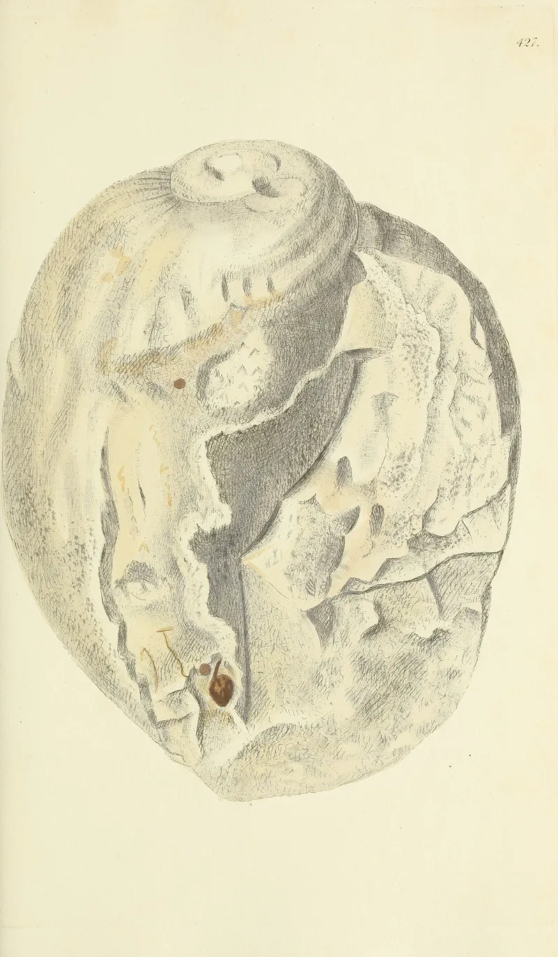 The Mineral Conchology Of Great Britain Pl 509