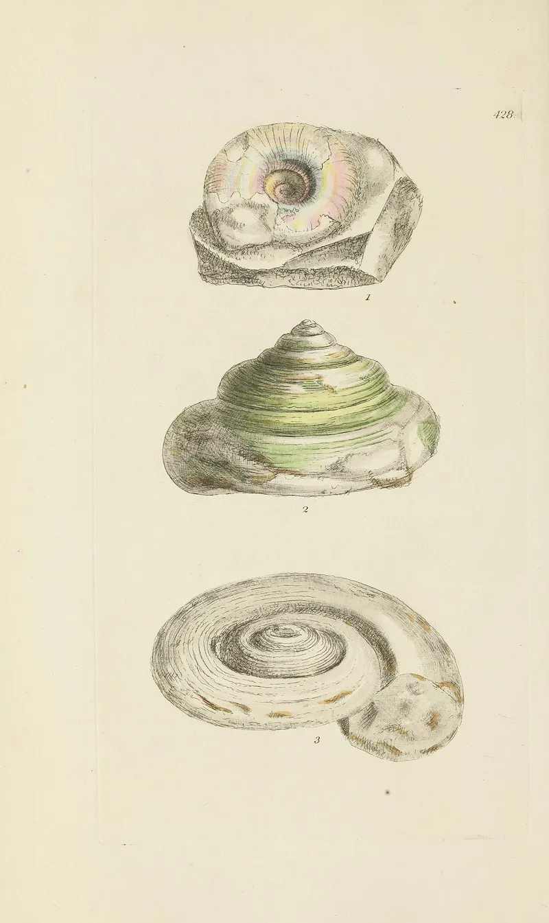The Mineral Conchology Of Great Britain Pl 510