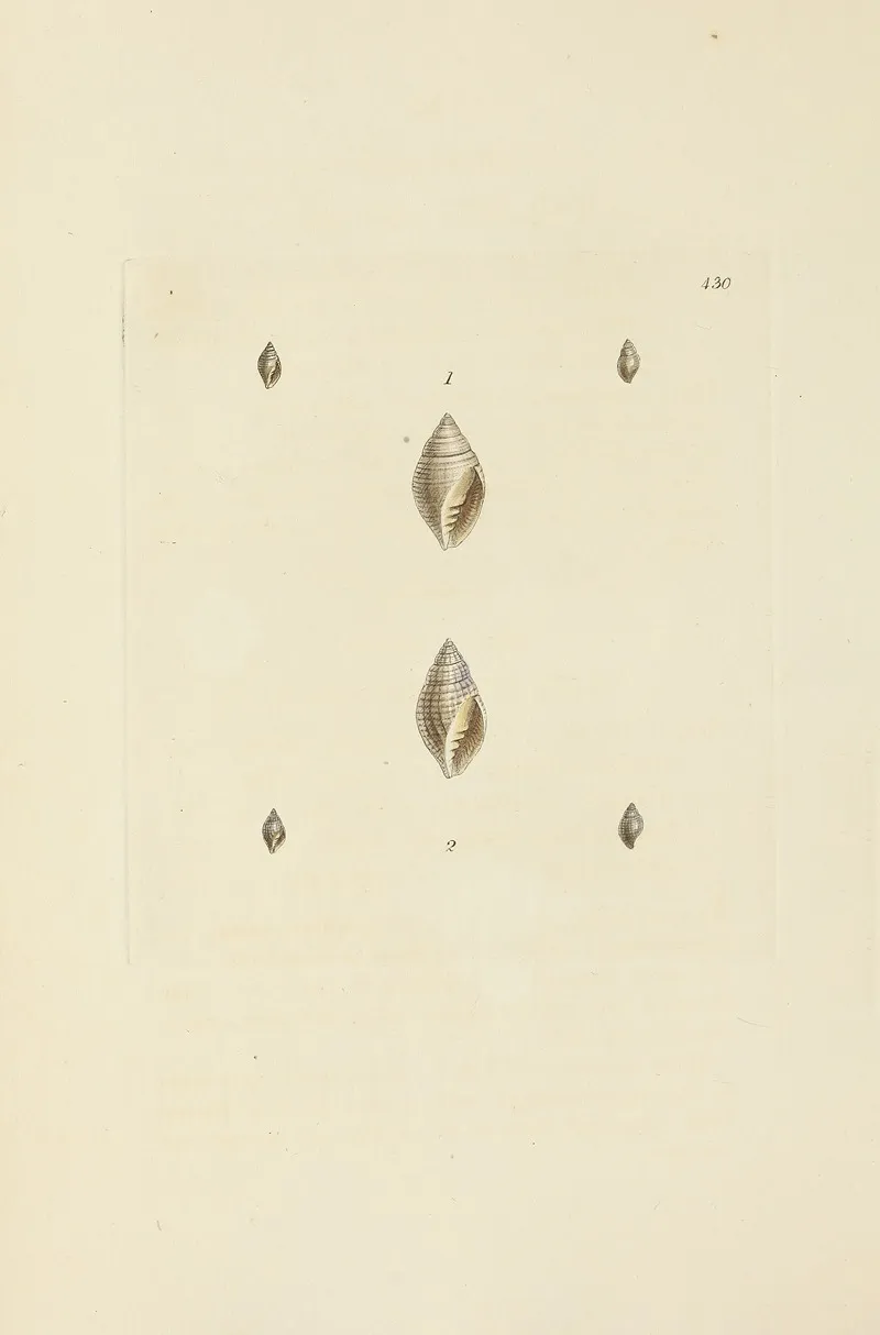 The Mineral Conchology Of Great Britain Pl 512