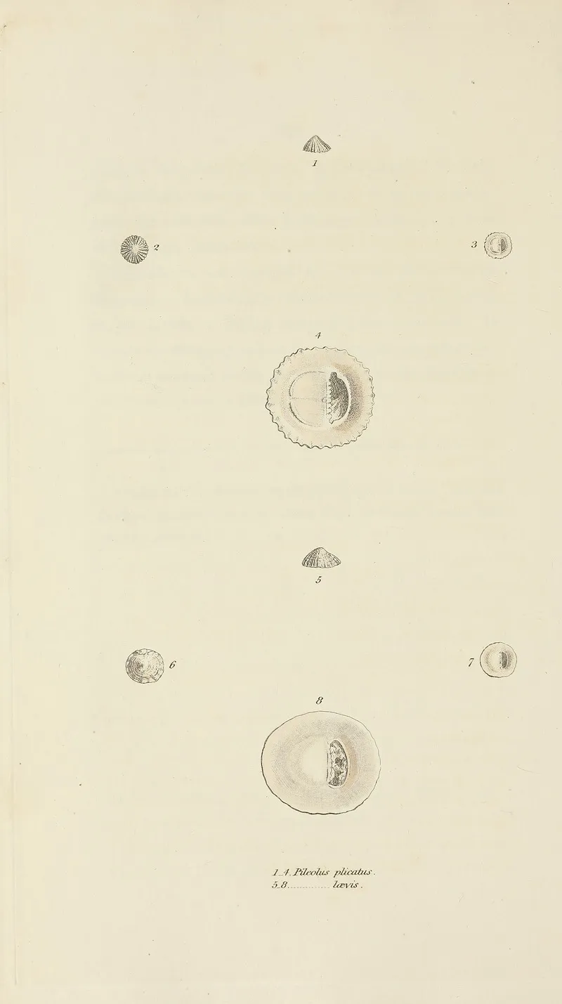 The Mineral Conchology Of Great Britain Pl 514